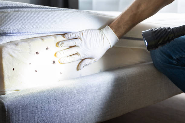 Wasp Removal Services in Ralston, NE
